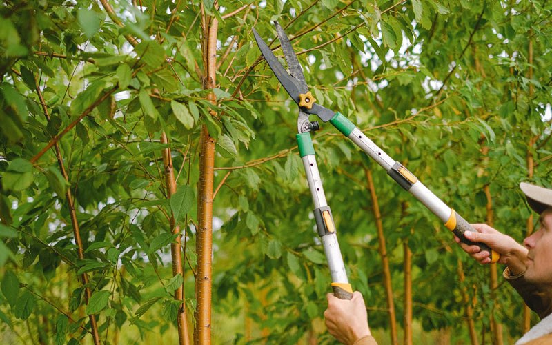 Tree trimming in Clinton Corners, NY
